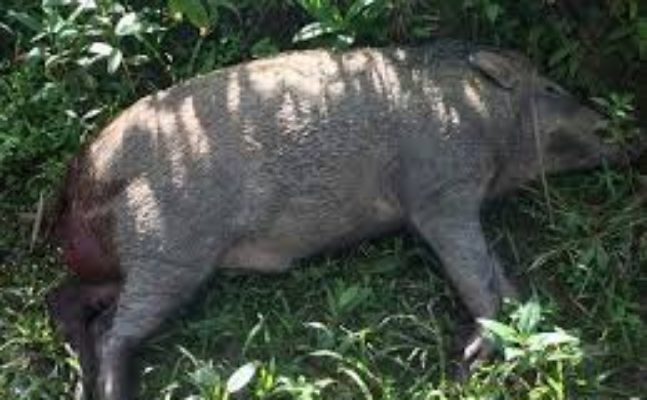 Babi hutan