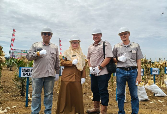 panen jagung